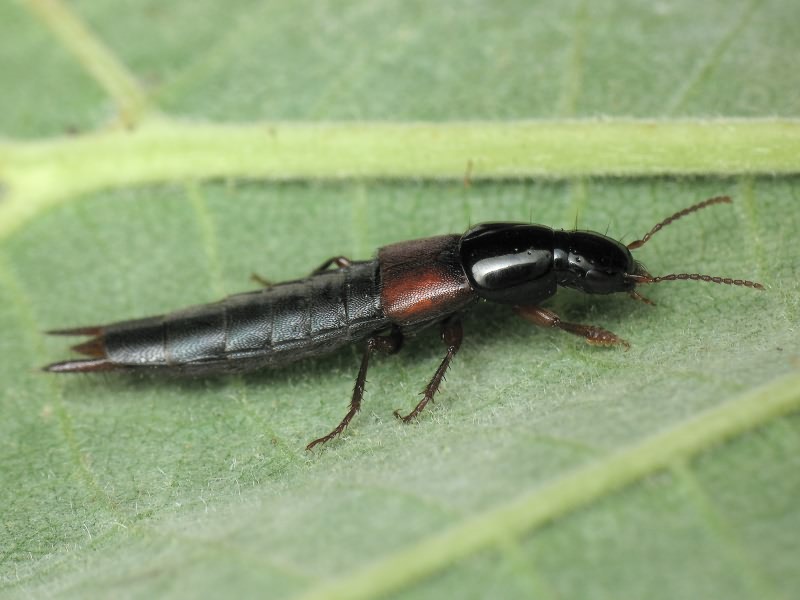 Quedius molochinus (Gravenhorst, 1806)